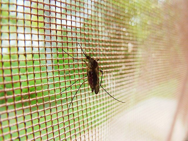 איך נגן על הבית מפני יתושים