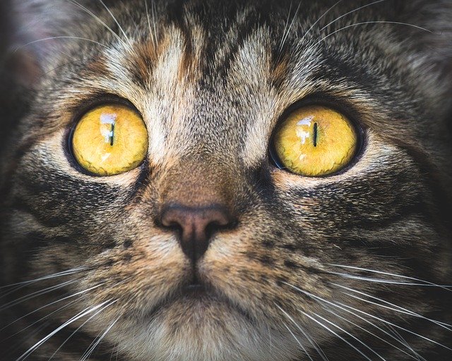 תתפלאו לגלות כמה עולים חיסונים לחתולים