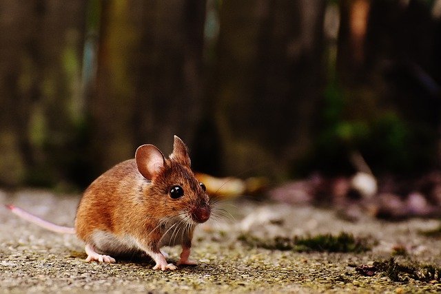 איך נמנעים מנוכחות עכברים בבית?